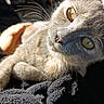 cat, grey_cat, close_up, pet, hand, blanket, sunlight, indoor, animal, feline, whiskers, eyes, resting, cozy, texture, soft, warm_light, domestic_animal, curious, relaxed