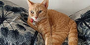 Tinette a rejoint le concours — aidez-le/la à gagner de superbes lots ! cat, ginger_cat, pet, indoor, cushion, pillow, patterned, relaxed, stretching_paw, fur, whiskers, tail, home, feline, animal, cozy, resting, curious, orange_fur, domestic_cat