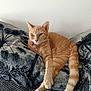 cat, ginger_cat, pet, indoor, cushion, pillow, patterned, relaxed, stretching_paw, fur, whiskers, tail, home, feline, animal, cozy, resting, curious, orange_fur, domestic_cat