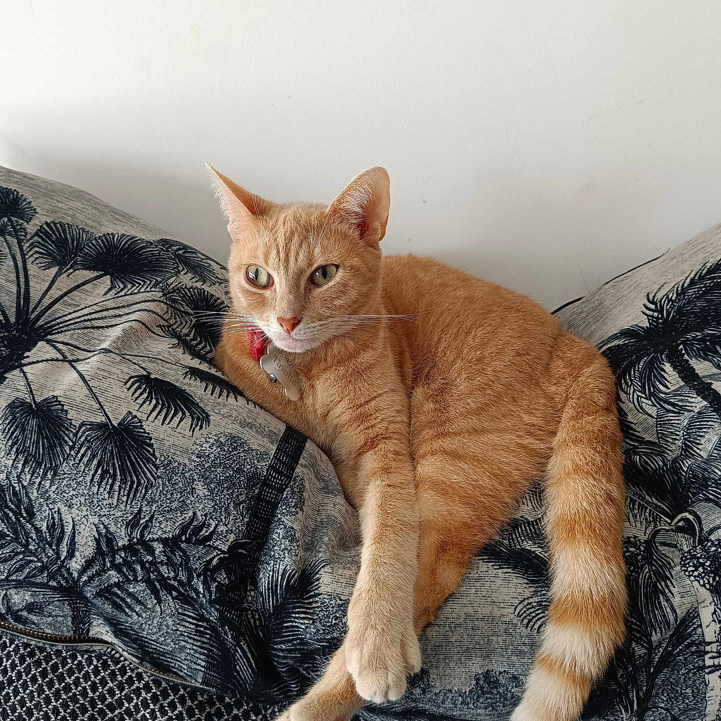Tinette a rejoint le concours — aidez-le/la à gagner de superbes lots ! animal, cat, cozy, curious, cushion, domestic_cat, feline, fur, ginger_cat, home, indoor, orange_fur, patterned, pet, pillow, relaxed, resting, stretching_paw, tail, whiskers