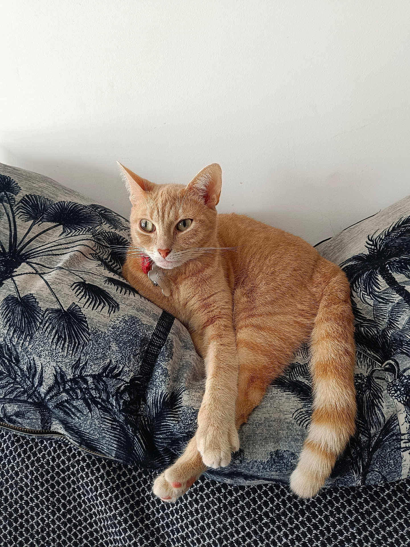 Tinette a rejoint le concours — aidez-le/la à gagner de superbes lots ! cat, ginger_cat, pet, indoor, cushion, pillow, patterned, relaxed, stretching_paw, fur, whiskers, tail, home, feline, animal, cozy, resting, curious, orange_fur, domestic_cat