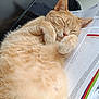 Tinette a rejoint le concours — aidez-le/la à gagner de superbes lots ! cat, ginger_cat, sleeping, relaxed, fluffy, paw, indoor, paper, document, closeup, cute, pet, feline, whiskers, nap, cozy, soft_fur, resting, domestic_animal, animal