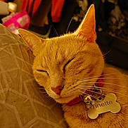 Tinette participe au concours pour gagner de l'argent avec cette photo : cat, orange_cat, sleeping, collar, name_tag, indoor, close_up, pet, feline, resting, whiskers, fur, cozy, pillow, pattern, domestic_animal, cute, relaxed, animal, home