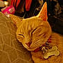 cat, orange_cat, sleeping, collar, name_tag, indoor, close_up, pet, feline, resting, whiskers, fur, cozy, pillow, pattern, domestic_animal, cute, relaxed, animal, home