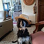 animal, armchair, bow_tie, cabinet, chair, cute, decor, dog, floor, furniture, hat, indoor, light, living_room, pet, plant, plate, portrait, vintage, window