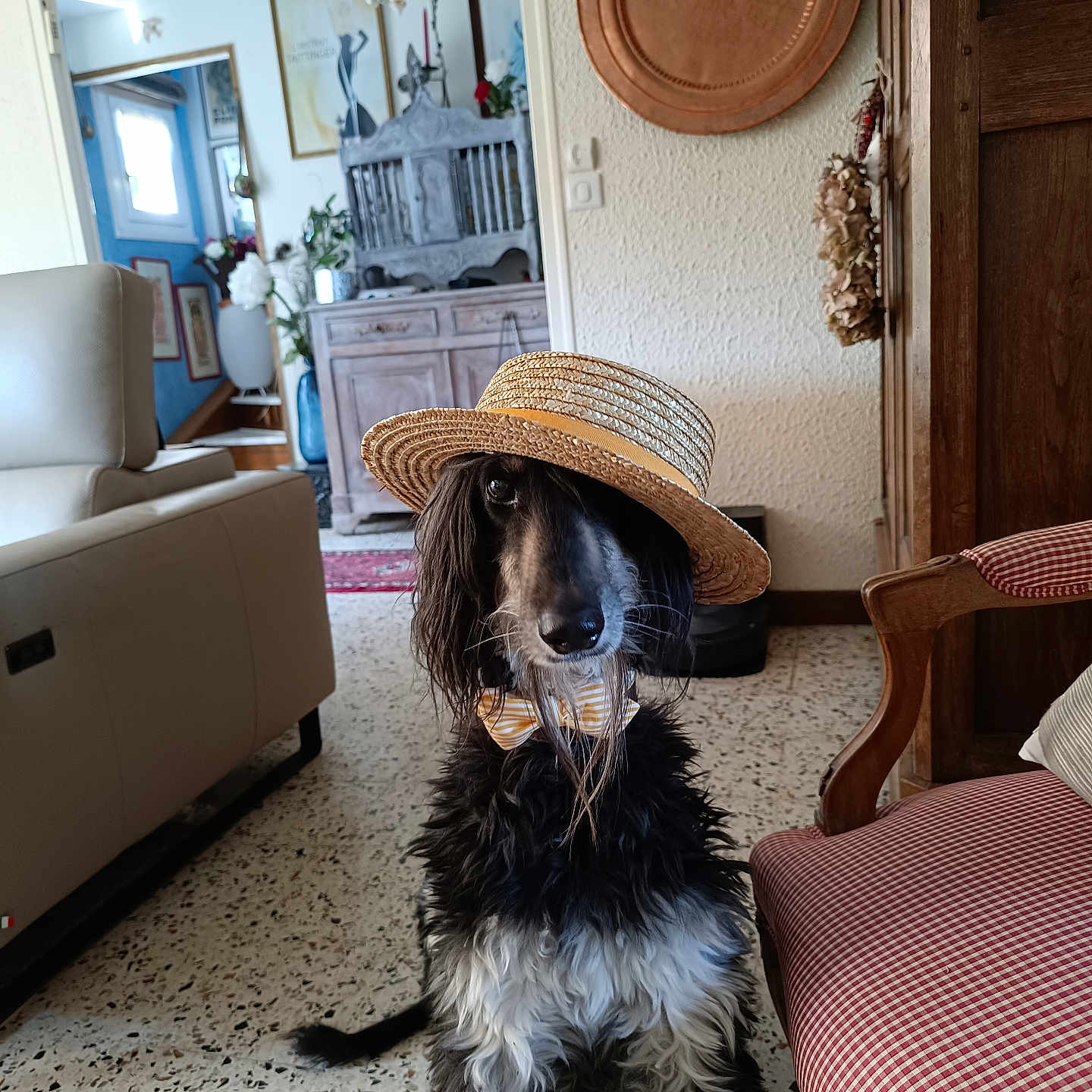 Pascale Delabruyere a rejoint le concours — aidez-le/la à gagner de superbes lots ! animal, armchair, bow_tie, cabinet, chair, cute, decor, dog, floor, furniture, hat, indoor, light, living_room, pet, plant, plate, portrait, vintage, window