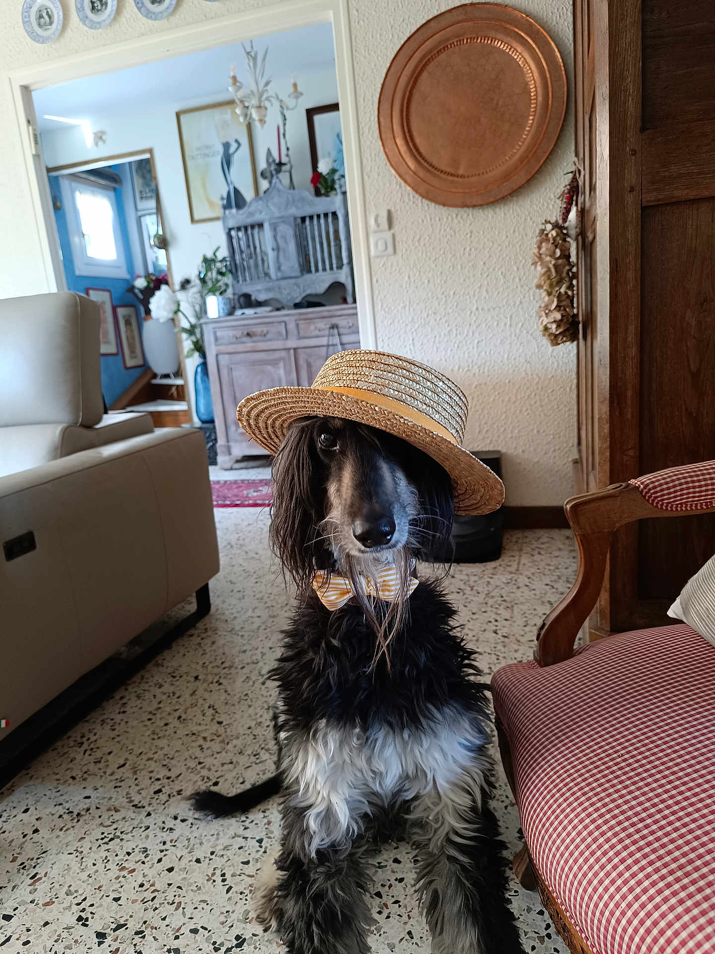 Pascale Delabruyere a rejoint le concours — aidez-le/la à gagner de superbes lots ! animal, armchair, bow_tie, cabinet, chair, cute, decor, dog, floor, furniture, hat, indoor, light, living_room, pet, plant, plate, portrait, vintage, window