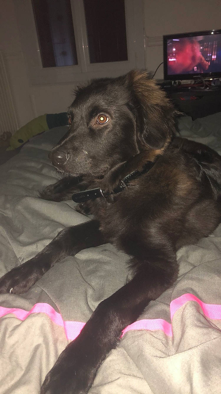 Ebène a rejoint le concours — aidez-le/la à gagner de superbes lots ! beagador, borador, canidae, carnivore, dog, dog_breed, flat_coated_retriever, labrador_retriever, retriever, sporting_group