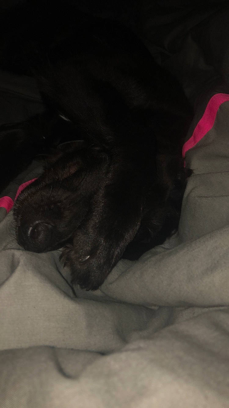 Ebène a rejoint le concours — aidez-le/la à gagner de superbes lots ! black, fawn, leg, tail