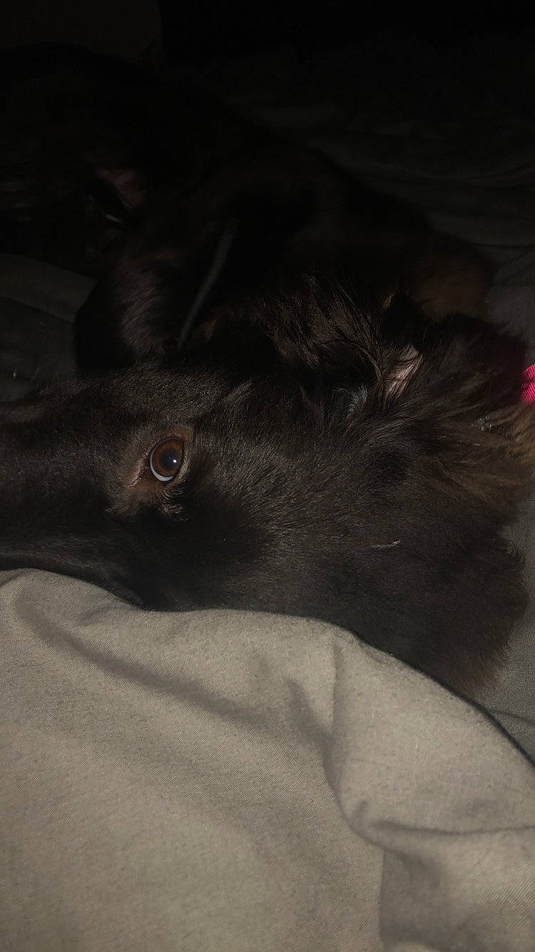 Ebène participe au concours pour gagner de l'argent avec cette photo : black, canidae, carnivore, dog, dog_breed, ear, flat_coated_retriever, fur, puppy, sporting_group