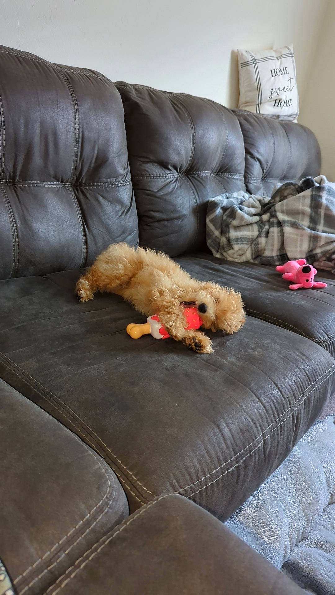 Kiwi joined the competition — help win amazing prizes! carnivore, comfort, companion_dog, couch, dog, dog_breed, dog_supply, floor, flooring, fur, furniture, hardwood, interior_design, living_room, mammal, pillow, room, sofa_bed, studio_couch, textile