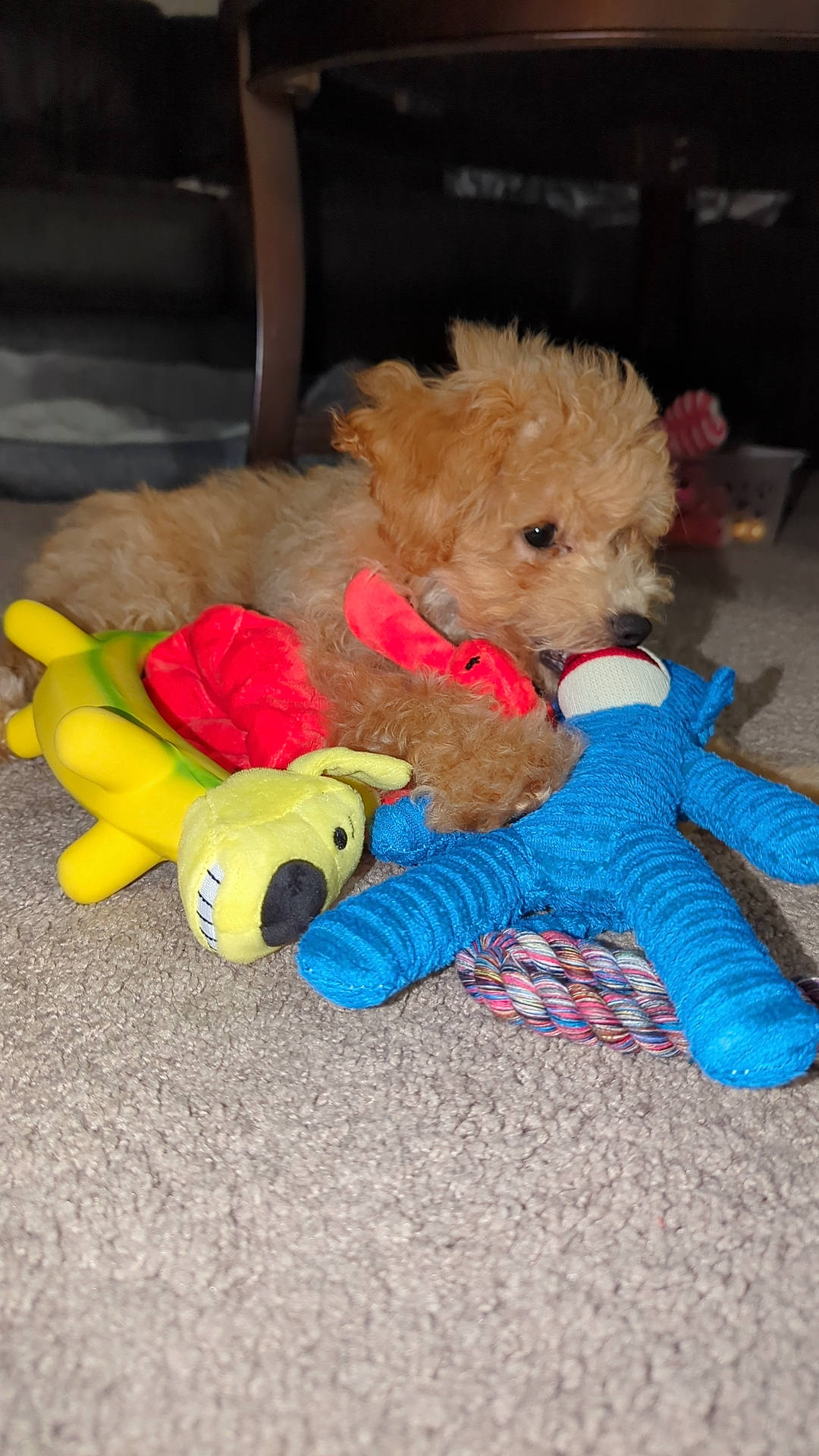 Kiwi joined the competition — help win amazing prizes! baby_toys, bear, canidae, companion_dog, dog_breed, fawn, fur, plush, sporting_group, stuffed_toy, teddy_bear, toy, toy_dog