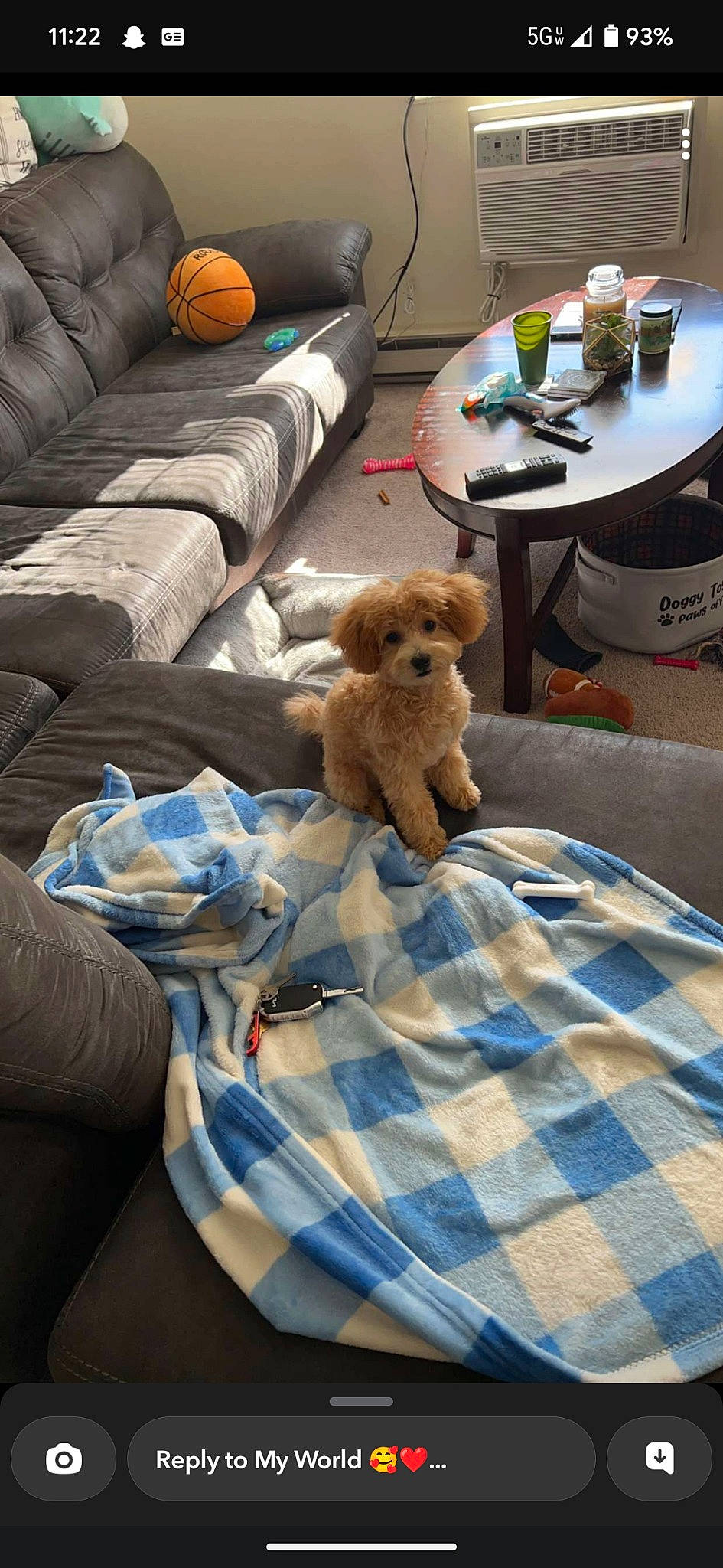 Kiwi is registered to the contest to win money with this photo: bedding, calabaza, chair, comfort, companion_dog, couch, dog, dog_breed, fawn, linens, pattern, plaid, pumpkin, room, stuffed_toy, tableware, tartan, teddy_bear, textile, toy