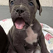 Gummy Bear joined the competition — help win amazing prizes! adorable, animal, blue_eyes, companion, cute, dog, expression, fur, gray_dog, indoor, open_mouth, paw, pet, playful, puppy, quilt, sitting, small_dog, white_patch, young_dog
