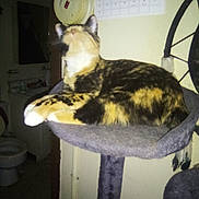 Snowcap is registered to the contest to win money with this photo: animal, bathroom, black, calendar, calico_cat, cat, cat_tree, dim_lighting, furniture, gray, home, indoor, looking_up, orange, pet, relaxed, sink, toilet, wall, white