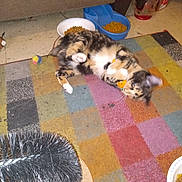 Snowcap joined the competition — help win amazing prizes! cat, playing, toy, food_bowl, rug, colorful_rug, indoor, pet, feline, fur, whiskers, paws, scratching_brush, floor, home, animal, domestic, kitten, multicolor, motion_blur