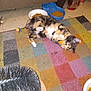 cat, playing, toy, food_bowl, rug, colorful_rug, indoor, pet, feline, fur, whiskers, paws, scratching_brush, floor, home, animal, domestic, kitten, multicolor, motion_blur