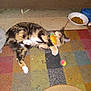 Snowcap is registered to the contest to win money with this photo: cat, calico, toy, carrot, rug, colorful, floor, pet, playful, animal, indoor, kibble, bowl, couch, furniture, fuzzy_ball, rolling, claw, paw, home