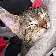Cosita is registered to the contest to win money with this photo: animal, blanket, cat, close_up, cozy, cute, domestic_cat, ear, fabric, fur, kitten, nap, nose, peaceful, pet, resting, sleeping, soft, tabby, whiskers