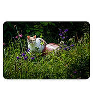 Gigi a rejoint le concours — aidez-le/la à gagner de superbes lots ! cat, orange_and_white_fur, grass, flowers, purple_flowers, greenery, ball, outdoor, nature, sunlight, animal, pet, curious, feline, wildflowers, garden, summer, plant, field, daylight