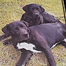 dog, black_dog, two_dogs, grass, outdoor, animal, pet, lying_down, relaxed, nature, canine, fur, mammal, resting, companion, friendship, summer, daylight, peaceful, closeup