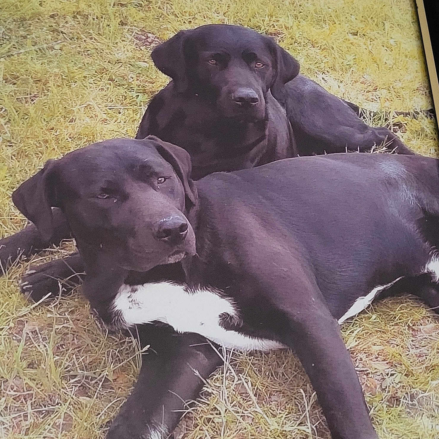 Weedow Et Marley