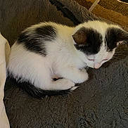 Mick is registered to the contest to win money with this photo: animal, black_and_white, blanket, cat, cozy, cushion, cute, domestic, fur, furry, indoor, kitten, pet, relaxed, resting, sleeping, small, tail, whiskers, young