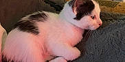 Mick is registered to the contest to win money with this photo: animal, black_and_white, blanket, cat, couch, cute, domestic, feline, fur, indoor, kitten, medicine, pet, pill_bottles, resting, side_view, soft, sprite_bottle, texture, young