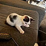 Mick joined the competition — help win amazing prizes! kitten, cat, playing, couch, remote_control, string, indoor, furniture, pet, curious, black_and_white, relaxed, carpet, household_items, background, closeup, paw, resting, young_animal, adult_cat