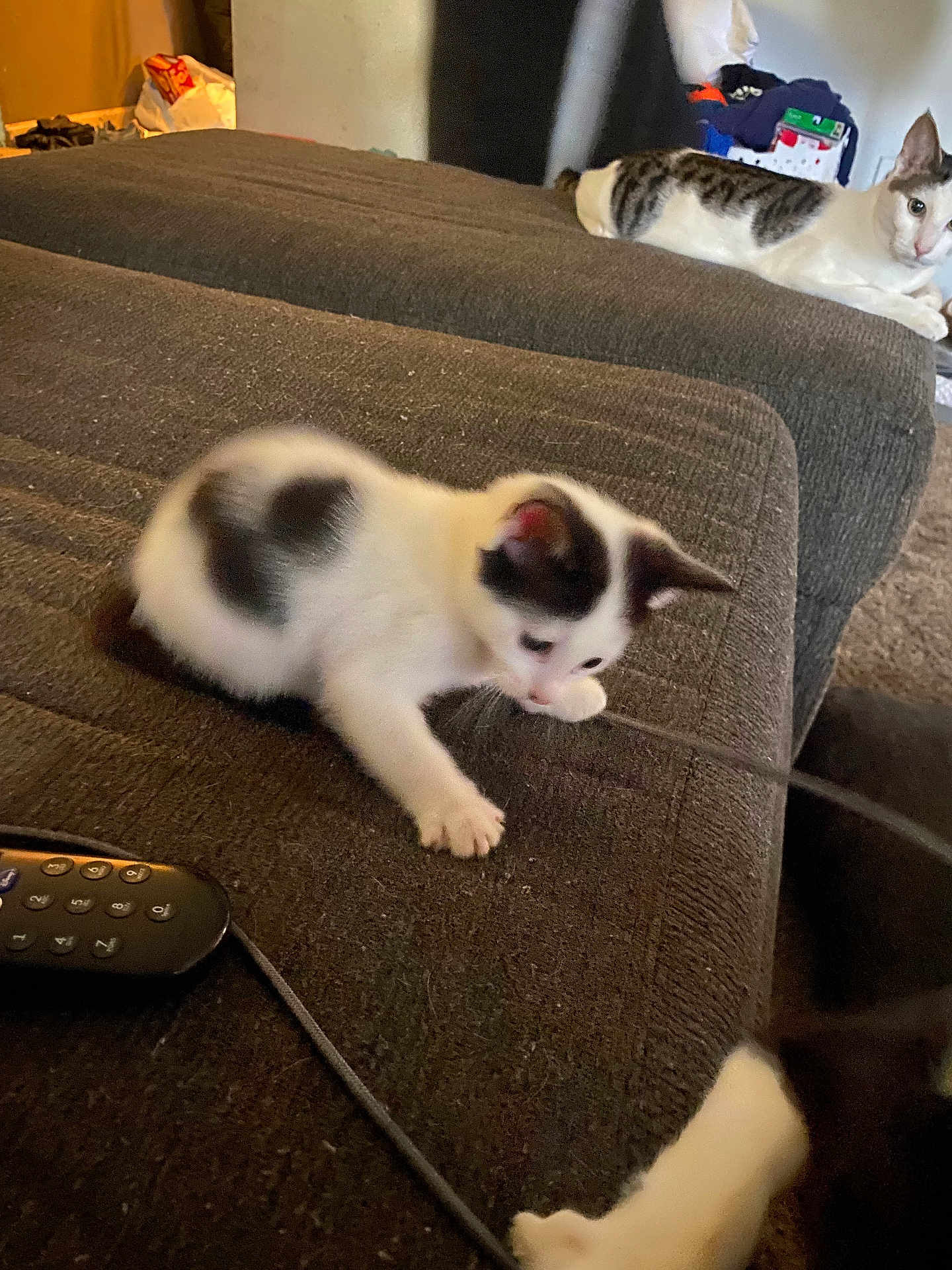 Mick joined the competition — help win amazing prizes! kitten, cat, playing, couch, remote_control, string, indoor, furniture, pet, curious, black_and_white, relaxed, carpet, household_items, background, closeup, paw, resting, young_animal, adult_cat