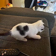 Mick joined the competition — help win amazing prizes! kitten, cat, indoor, couch, person, remote_control, cord, playing, blur, furniture, pet, animal, white_cat, black_spots, relaxed, standing, background, home, carpet, clutter