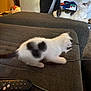 animal, background, black_spots, blur, carpet, cat, clutter, cord, couch, furniture, home, indoor, kitten, person, pet, playing, relaxed, remote_control, standing, white_cat