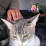Sassy joined the competition — help win amazing prizes! accessories, adult, animal, bodypart, cat, computer, couch, cup, electronics, finger, furniture, hand, jewelry, laptop, male, man, pc, person, pet, ring
