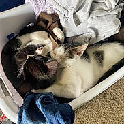 Jack Jr is registered to the contest to win money with this photo: cat, cats, laundry_basket, clothes, fabric, sleeping, cozy, indoor, pet, animal, black_and_white, white, fur, resting, cute, domestic, soft, relaxed, companion, napping