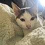 cat, kitten, white, brown, fur, blanket, cozy, indoor, pet, animal, face, ears, whiskers, closeup, cute, resting, soft, light, comfort, home