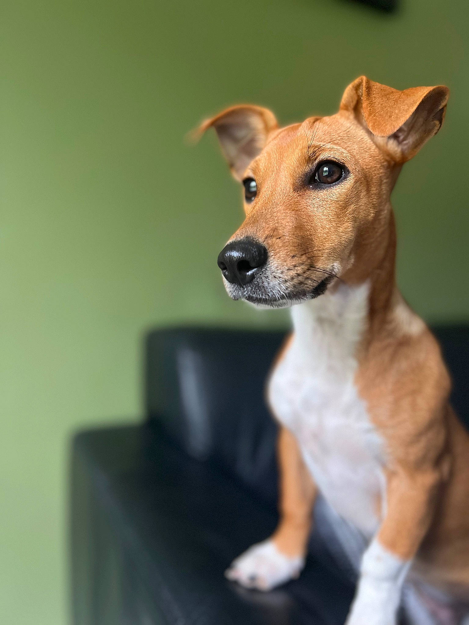 Ruby a rejoint le concours — aidez-le/la à gagner de superbes lots ! ancient_dog_breeds, canidae, carnivore, companion_dog, dog, dog_breed, fawn, fur, hunting_dog, irishjacks, puppy, serveware, snout, sporting_group, terrestrial_animal, terrier, whiskers, working_animal