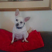 Zoe joined the competition — help win amazing prizes! dog, small_dog, white_dog, pet, indoor, couch, red_blanket, tilted_head, ears, collar, wall, framed_picture, furniture, cute, animal, domestic, sitting, cozy, portrait, house