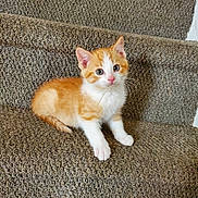 Nala joined the competition — help win amazing prizes! kitten, cat, orange_cat, white_cat, pet, animal, staircase, carpet, indoor, cute, small, feline, young, fur, whiskers, ears, paws, sitting, curious, domestic_cat