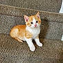 kitten, cat, orange_cat, white_cat, pet, animal, staircase, carpet, indoor, cute, small, feline, young, fur, whiskers, ears, paws, sitting, curious, domestic_cat