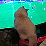 Angel participe au concours pour gagner de l'argent avec cette photo : cat, fluffy, television, sports, soccer, indoor, screen, animal, pet, watching, furry, tail, back_view, living_room, entertainment, electronic_device, match, game, home, observer