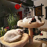 Angel a rejoint le concours — aidez-le/la à gagner de superbes lots ! animal, bookshelf, cat, cat_tree, cats, cozy, cute, decorations, fluffy, fur, furniture, home, indoor, living_room, pet, plants, relaxing, resting, sleeping, two_cats