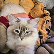 Angel a rejoint le concours — aidez-le/la à gagner de superbes lots ! cat, fluffy, blue_eyes, paw, blanket, cozy, hand, pet, indoor, furry, animal, cute, relaxed, soft, bed, resting, domestic, fur, comfort, closeup