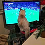 Angel participe au concours pour gagner de l'argent avec cette photo : cat, television, soccer, sports, indoor, furniture, plant, glass_table, remote_control, speaker, game, watching, fluffy, pet, animal, home, living_room, decor, entertainment, technology
