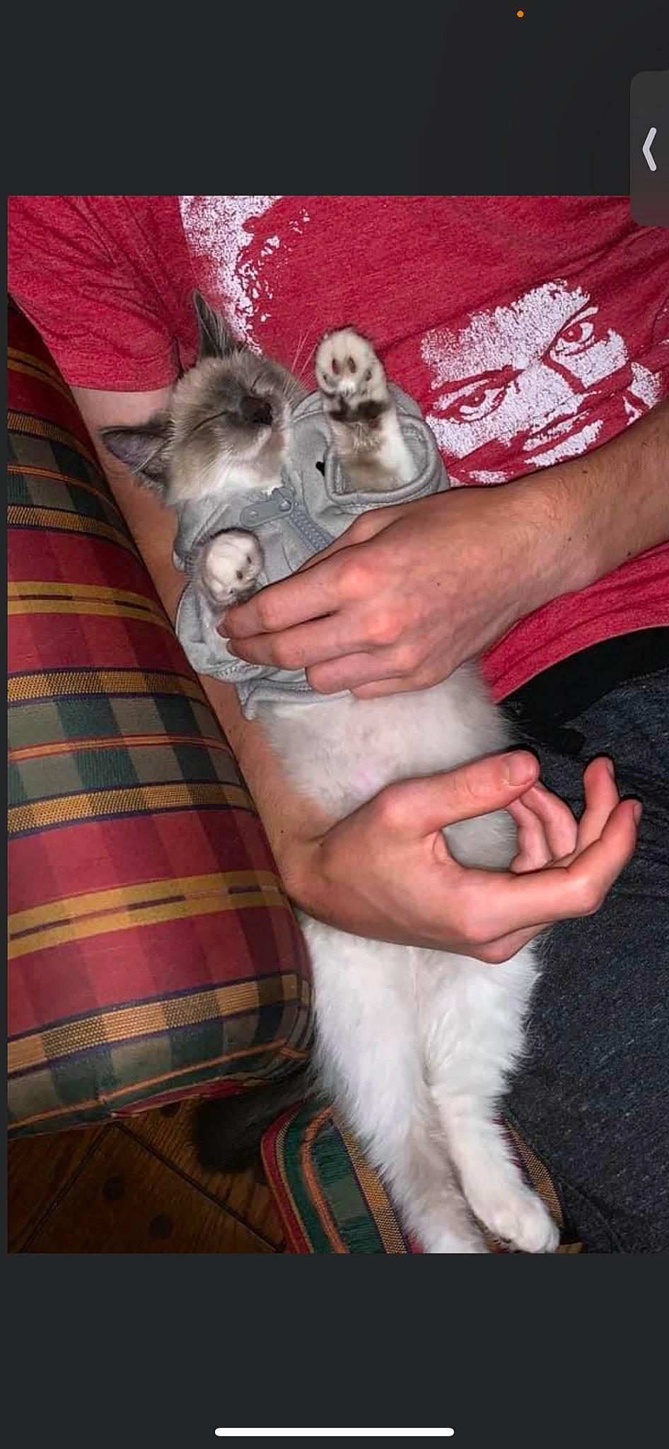 Dandy joined the competition — help win amazing prizes! canidae, carnivore, comfort, companion_dog, dog_breed, fawn, felidae, foot, fur, human_leg, lap, nail, paw, plaid, small_to_medium_sized_cats, sporting_group, tartan, vertebrate, whiskers, wrist