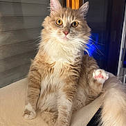 Simba participe au concours pour gagner de l'argent avec cette photo : cat, orange_cat, white_fur, fluffy, pet, indoor, window, perch, paw, pink_paw_pads, curious, sitting, feline, animal, cute, domestic_cat, whiskers, ears, fur, relaxed
