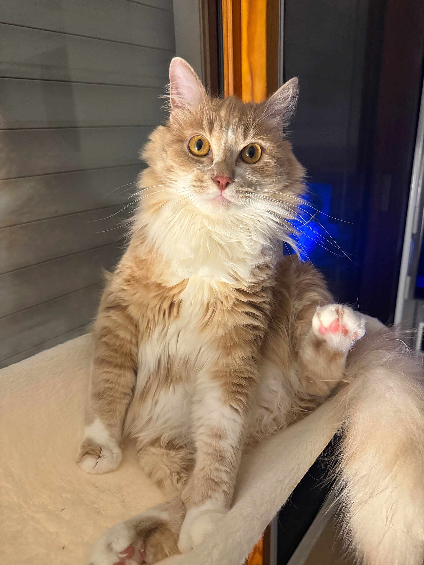 Simba participe au concours pour gagner de l'argent avec cette photo : cat, orange_cat, white_fur, fluffy, pet, indoor, window, perch, paw, pink_paw_pads, curious, sitting, feline, animal, cute, domestic_cat, whiskers, ears, fur, relaxed