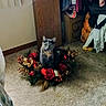 Snickers is registered to the contest to win money with this photo: animal, box, carpet, cat, cozy, curious, cute, decorations, flowers, furniture, gold, greenery, holiday, home, indoor, ornaments, pet, red, sitting, wreath
