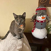 Snickers is registered to the contest to win money with this photo: animal, blanket, brown, cat, cozy, curious, cute, decoration, furniture, gray_cat, holiday, indoor, knitted_hat, orange_collar, pet, scarf, snowman, soft_texture, table, wall