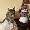 animal, blanket, brown, cat, cozy, curious, cute, decoration, furniture, gray_cat, holiday, indoor, knitted_hat, orange_collar, pet, scarf, snowman, soft_texture, table, wall