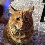 Chester joined the competition — help win amazing prizes! animal, cat, closeup, cozy, curious, domestic, ears, eyes, floor, fluffy, fur, home, indoor, orange_tabby, pet, portrait, rug, shadow, sunlight, whiskers